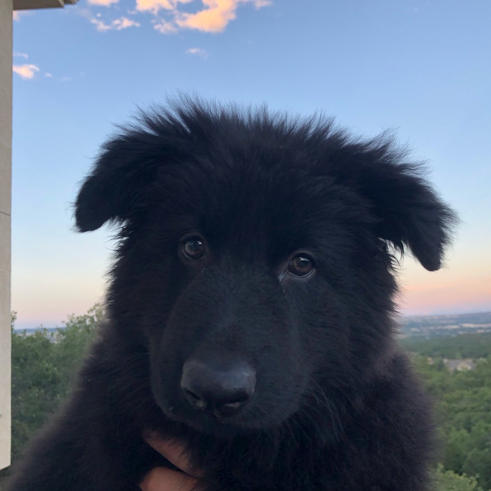 Meet your Posher, Lexi